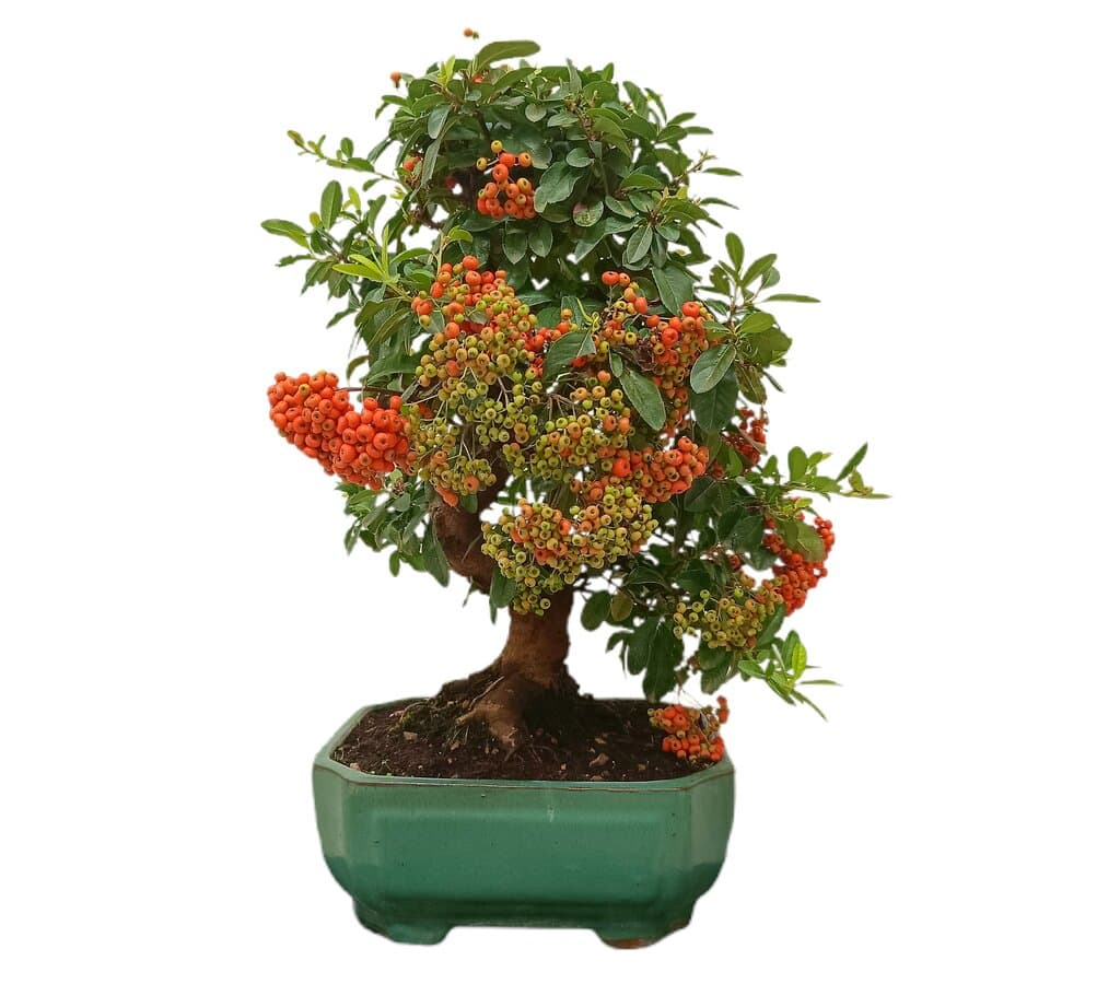 Bonsái Pyracantha 17 Años (espino De Fuego)_1