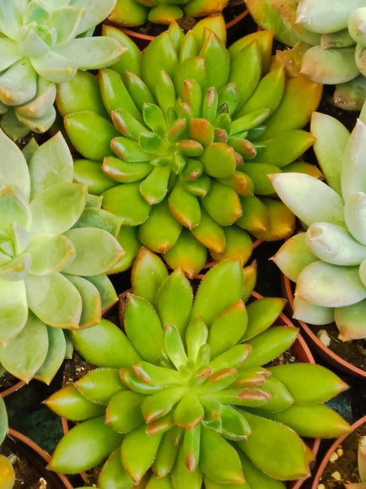 Suculentas Y Cactus Variedad #9 Planta Sin Id_0