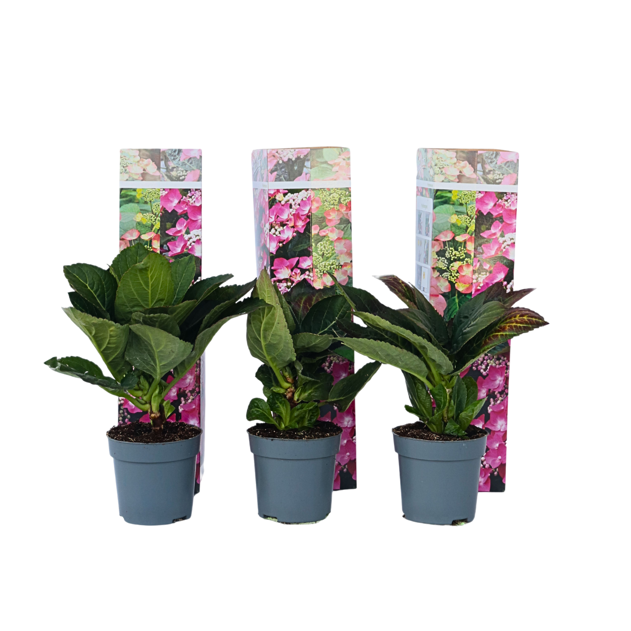 Hortensia - 6 Pzs - Hydrangea Macrophylla Teller 'red Bull' - A25-40cm - ⌀9cm_0