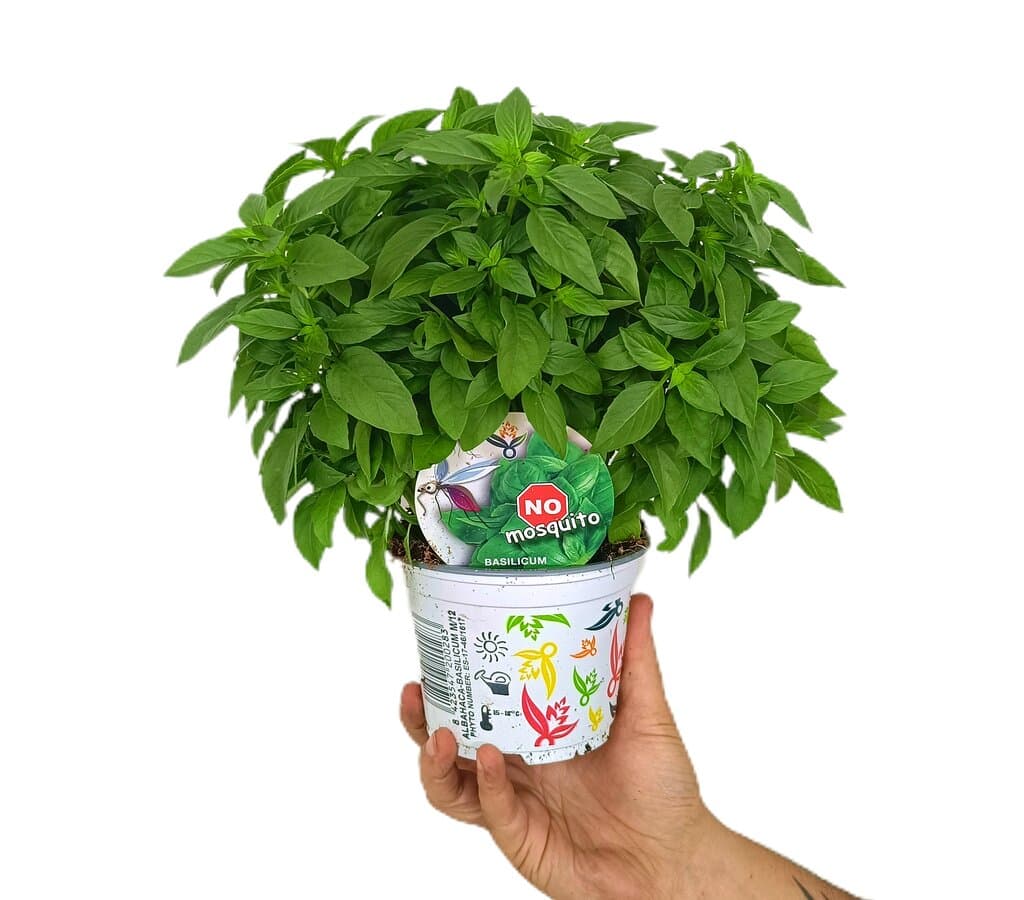 Albahaca M12_0