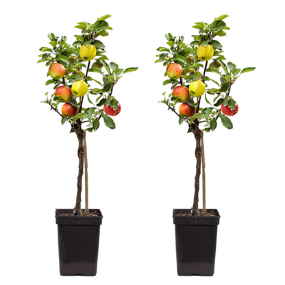 Manzano - 2 Pzs - Malus - Altura 60-70cm - ⌀17cm_0