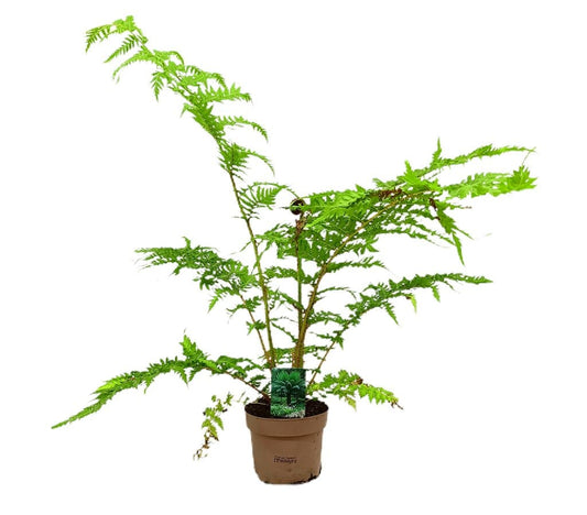 Cyathea Australis M12 40cm_0