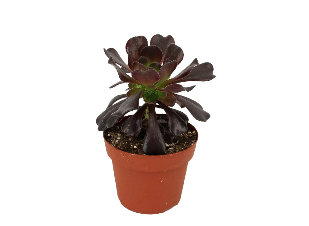 Aeonium M14 25cm_0