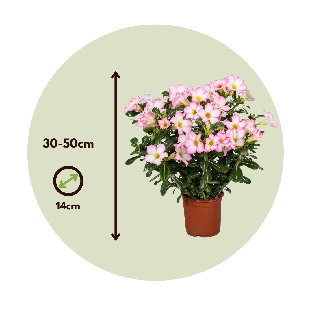 Rosa Del Desierto - 2 Pzs - Adenium Obesum 'pink Star' - Altura 30-50cm - ⌀14cm_2