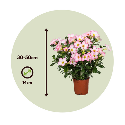 Rosa Del Desierto - 2 Pzs - Adenium Obesum 'pink Star' - Altura 30-50cm - ⌀14cm_2