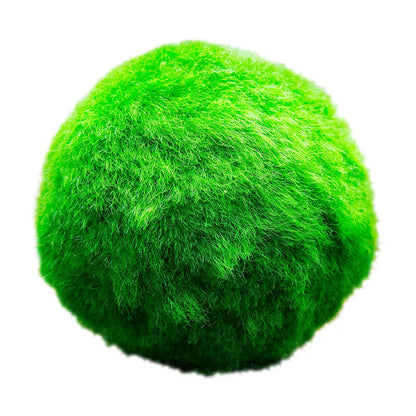 Bolas De Musgo Marimo - 5 Unidades - Cladophora Aegagropila - 3 Cm_0