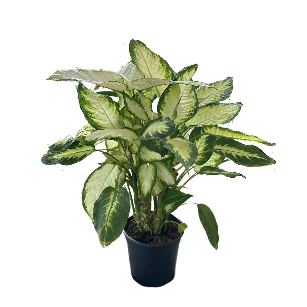Dieffenbachia Camila M17 Maceta 17cm_0