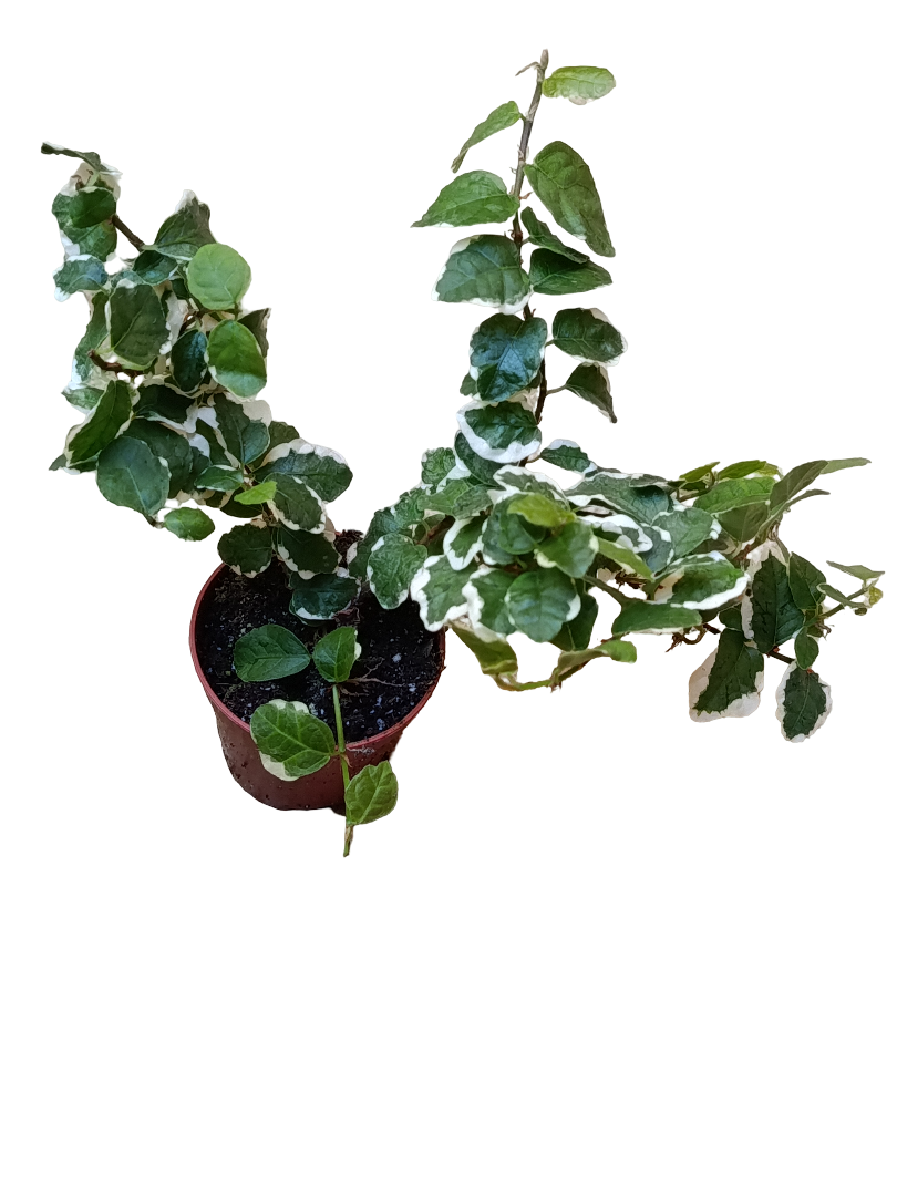 Mini Planta Ficus Sunny Enredadera Para Interior Y Terrarios Ø6_0