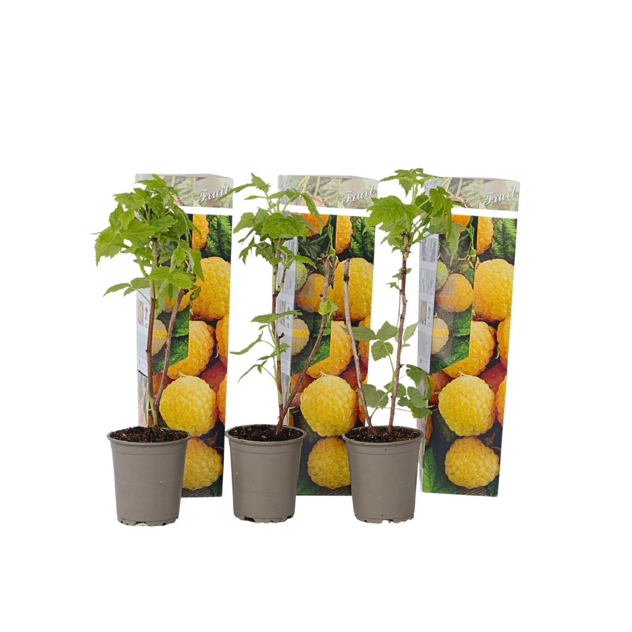 Frambueso - 3 Pzs - Rubus Idaeus 'fallgold' - Altura 25-40cm - ⌀9cm_0