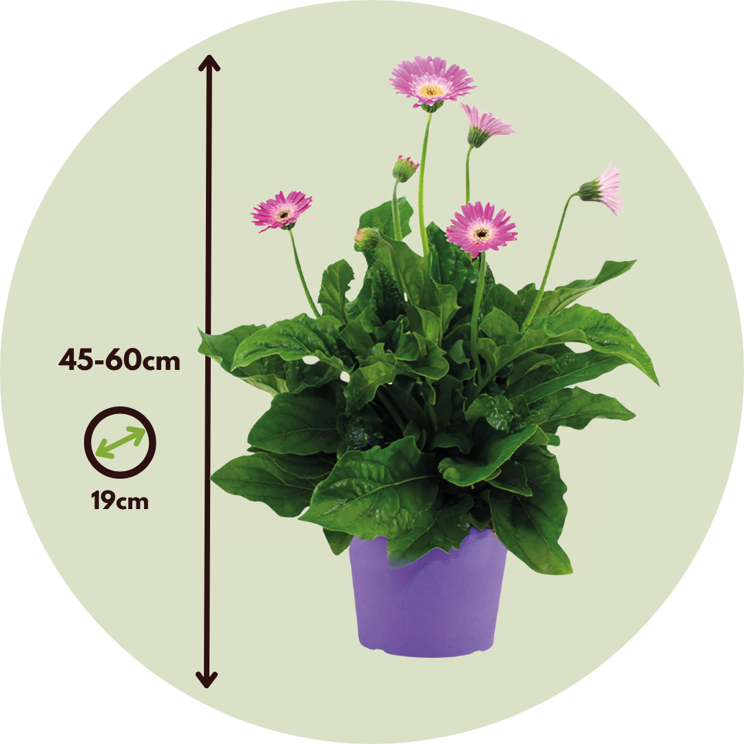 Gerbera Garvinea - Púrpura - Altura 45-60cm - ⌀19cm_2