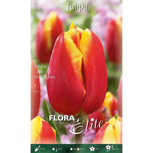 Bulbos de tulipa vermelha Darwin com borda amarela Elite 10 unidades