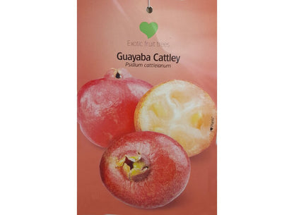 Guayaba Fresa (cattley) M23 150-180cm_1