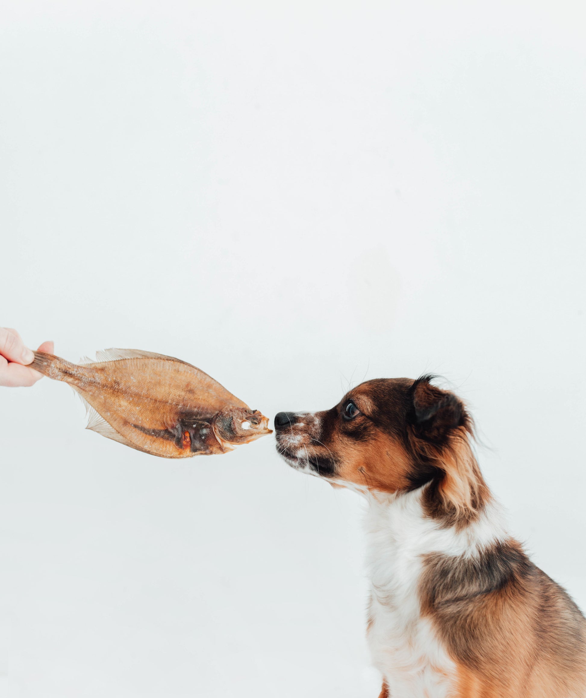 Bimorbox Cachorros Pequeños – Pack Ahorro Con Juguete, Mordedor De Olivo Y Snacks Sin Aditivos