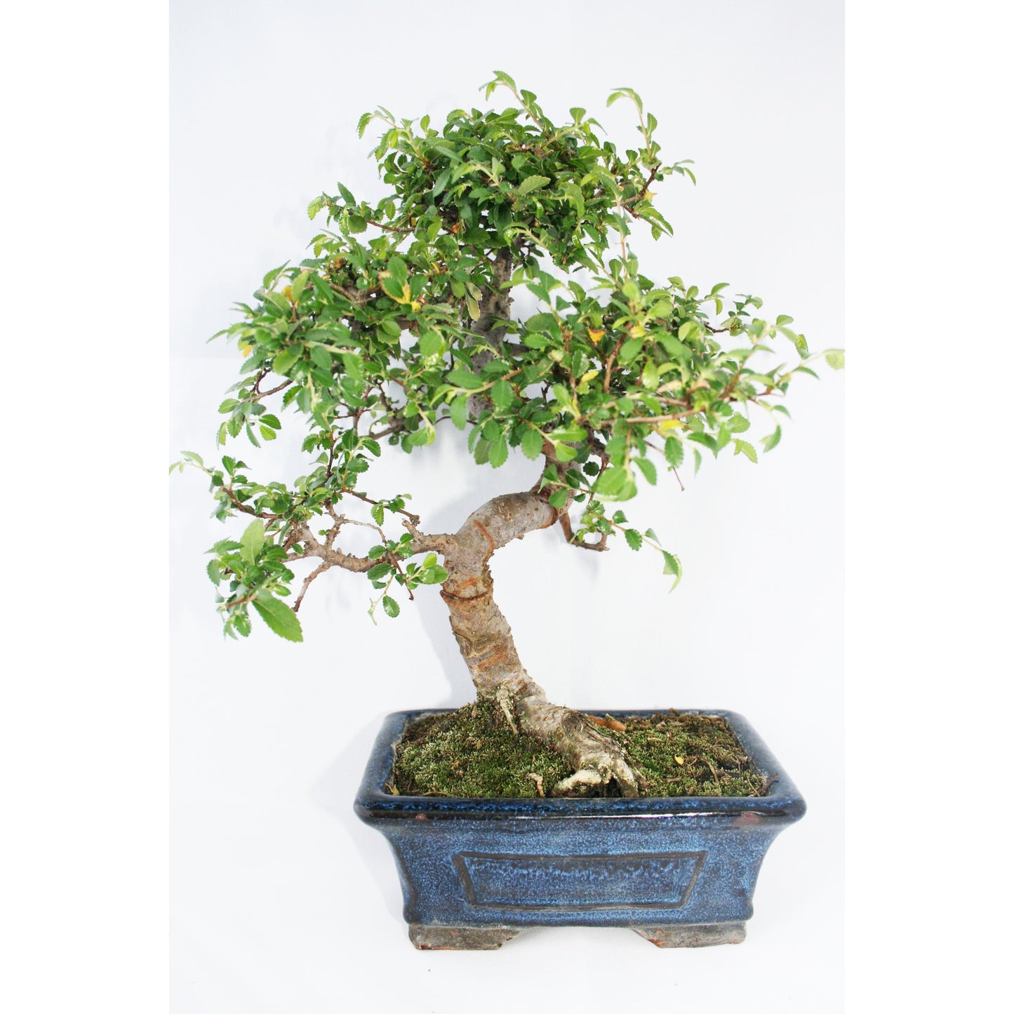 Bonsai Zelkova parvifolia 6 anos - Olmo Chinês