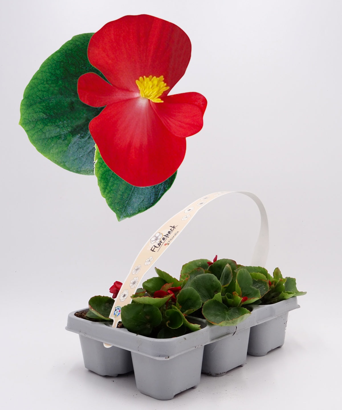 Pack Plantones Begonia De Hoja Verde Y Flor Roja 6 Ud. Natural - Fitoralia_0