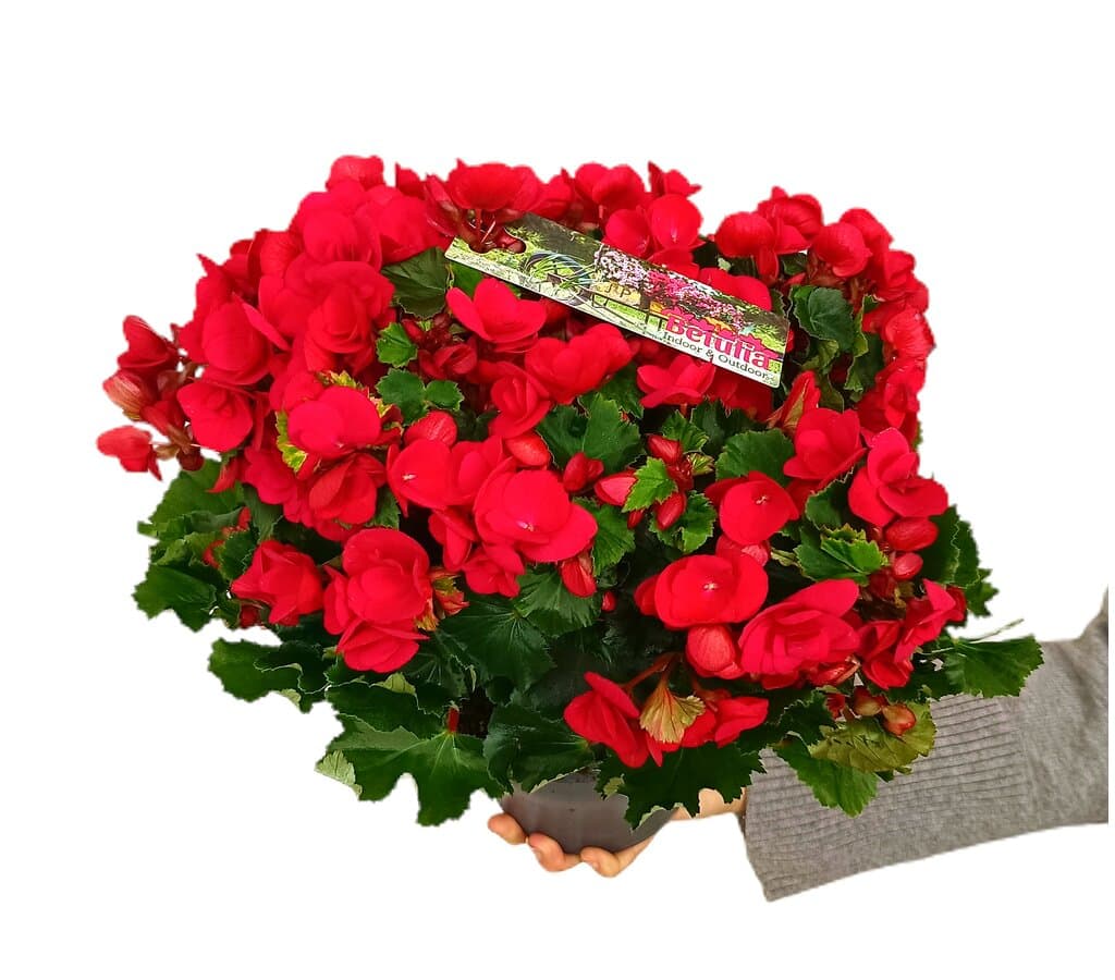 Begonia Betulia Roja M19 35cm_0