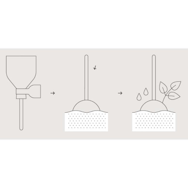 Sobremesas de sementes de chupa-chupa de jardim