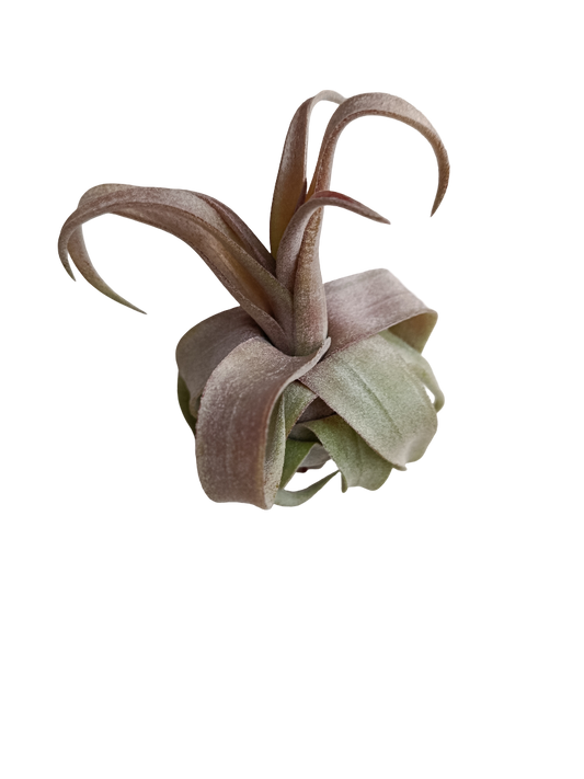 Tillandsia Streptophylla S Pequeña 5 Cms_0