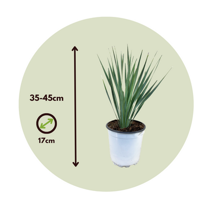 Palmita - Yucca Rostrata - Altura 35-45cm - ⌀17cm_2