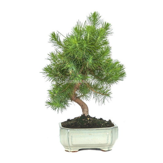 Bonsai Pinus halepensis 7 anos