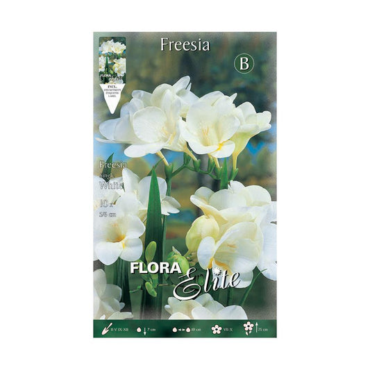 Elite Single White Freesia Bolbos 10 unidades