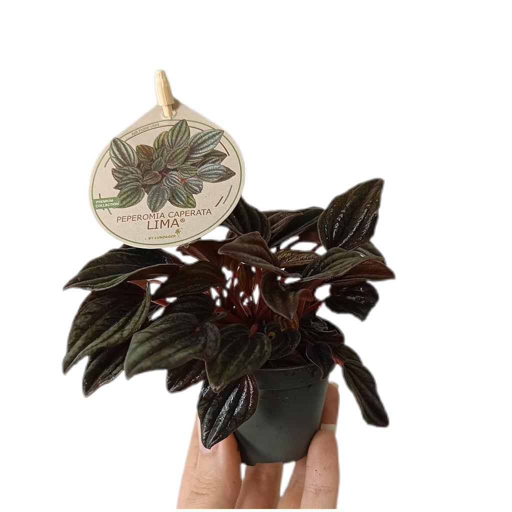Peperomia Caperata Lima M6_0
