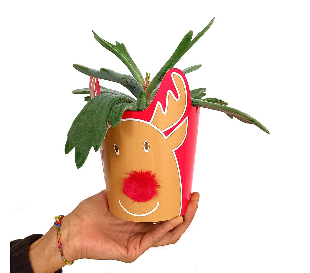 Cotyledon Rudolph M12_0