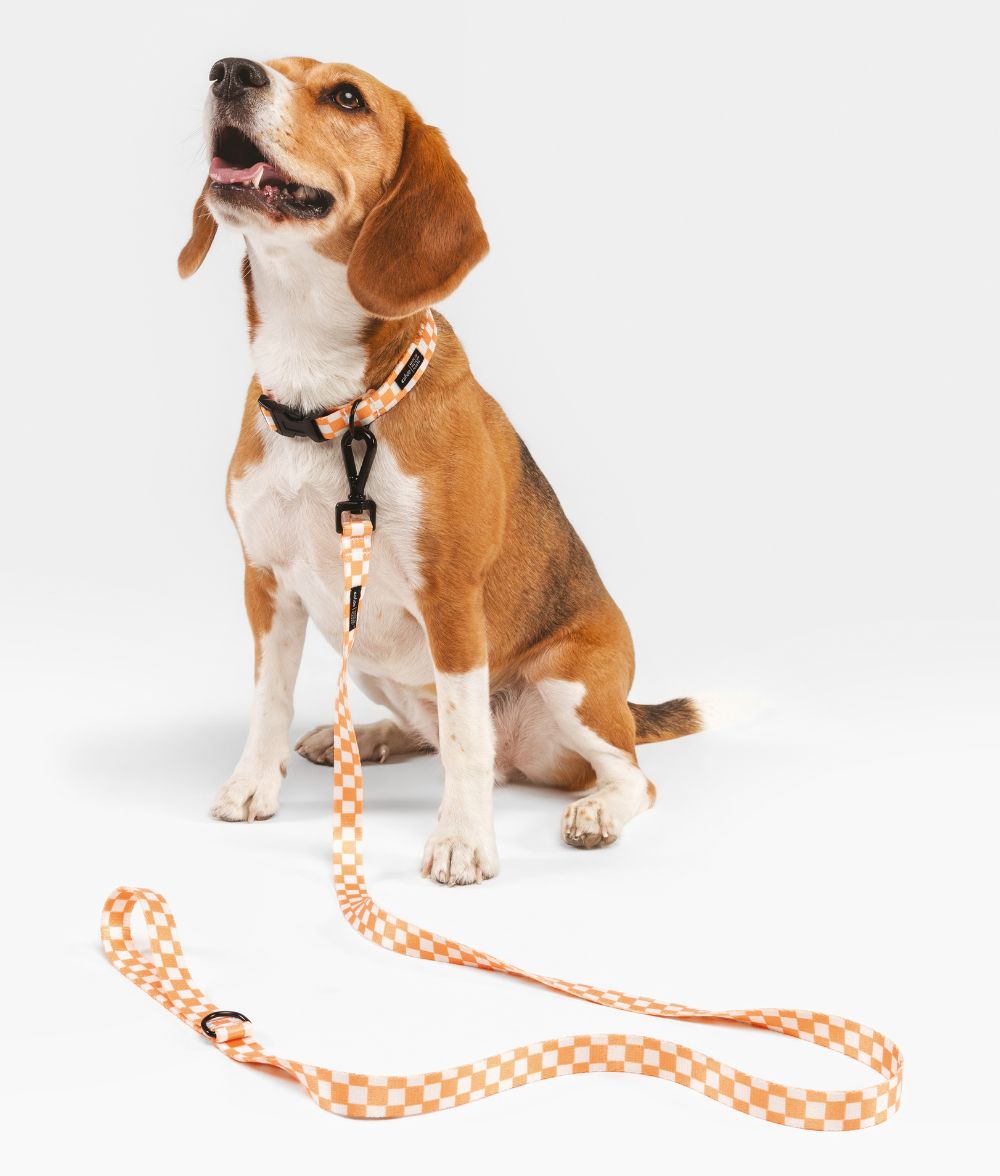 Cafide Collar De Material Pet Reciclado Naranja. Modelo Juno._1