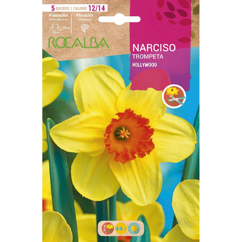 Bulbo Narciso Trompete Hollywood Amarelo Laranja 5 peças Rocalba