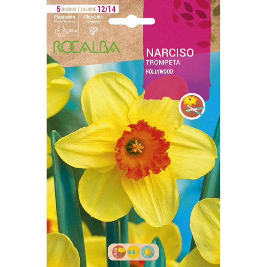 Bulbo Narciso Trompete Hollywood Amarelo Laranja 5 peças Rocalba
