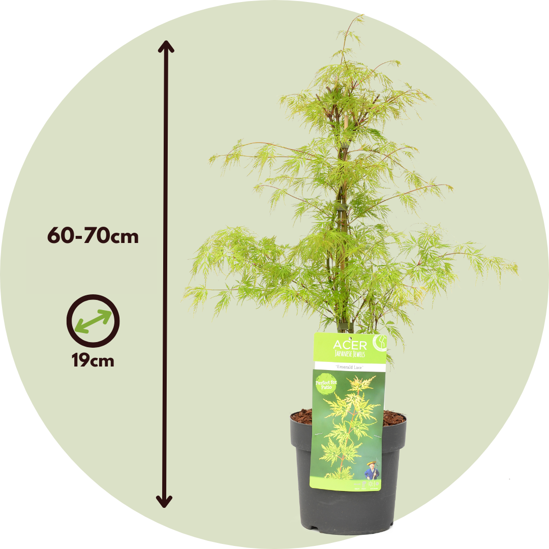 Arce Japonés - Acer Palmatum 'emerald Lace' - Altura 60-70cm - ⌀19cm_2