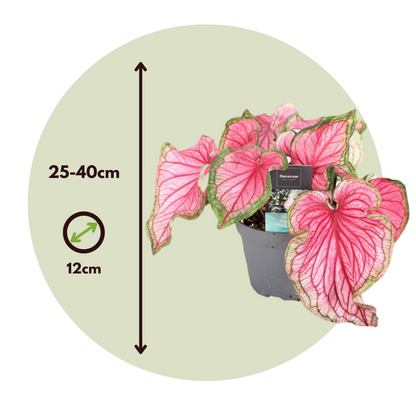 Caladio - 2 Pzs - Caladium 'sweetheart' - Altura 25-40cm - ⌀12cm_2
