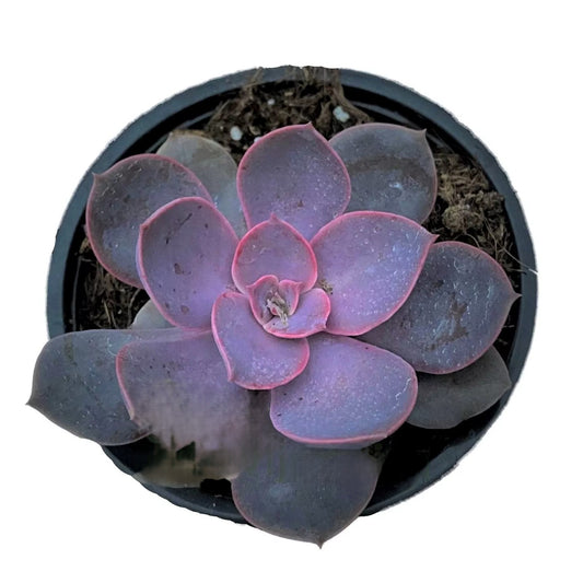 Echeveria ‘lynn'; Planta Suculenta De Colección; Curiosarium; Maceta 10,5 Cm_0