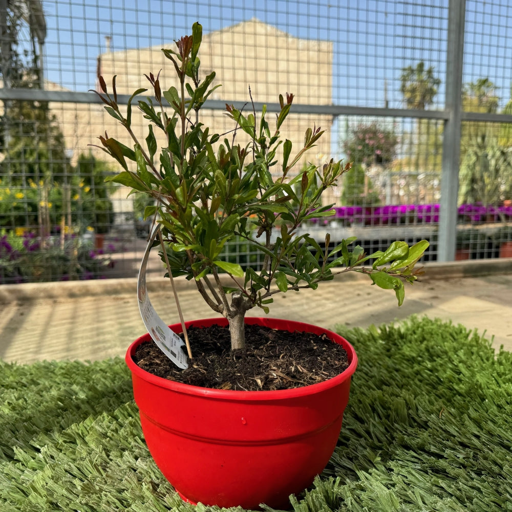 Prebonsai Granado_0
