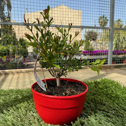 Prebonsai Granado_0