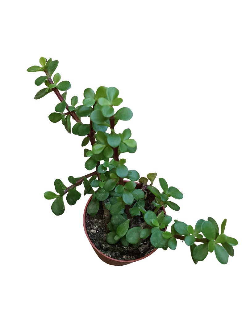 Portulacaria afra Liliput Planta Suculenta Ø5_0
