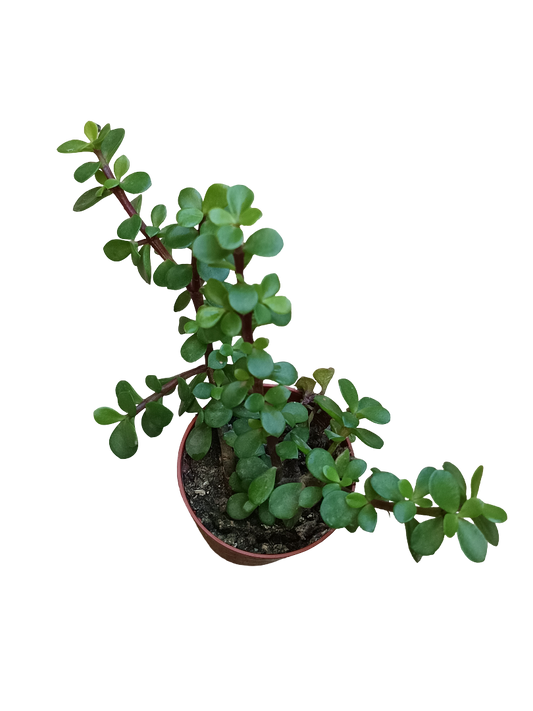 Portulacaria afra Liliput Planta Suculenta Ø5_0