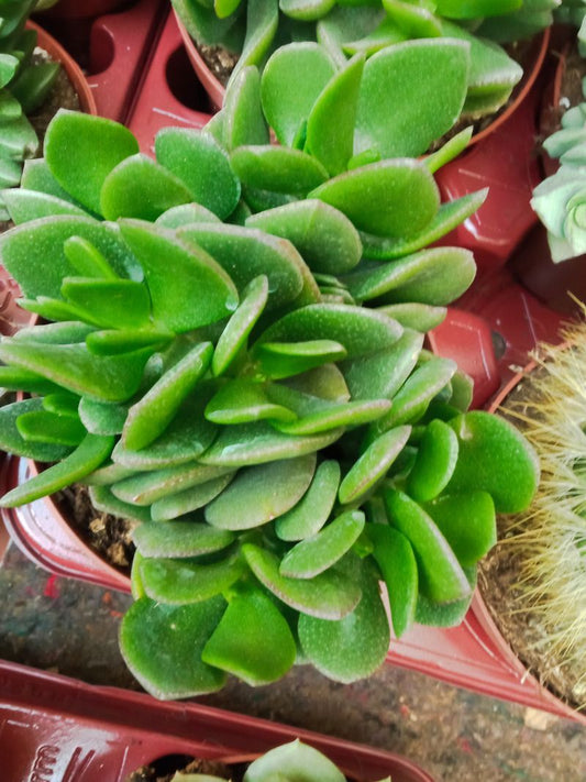 Cotyledon Orbiculata Grande Ø13 Planta Suculenta_0