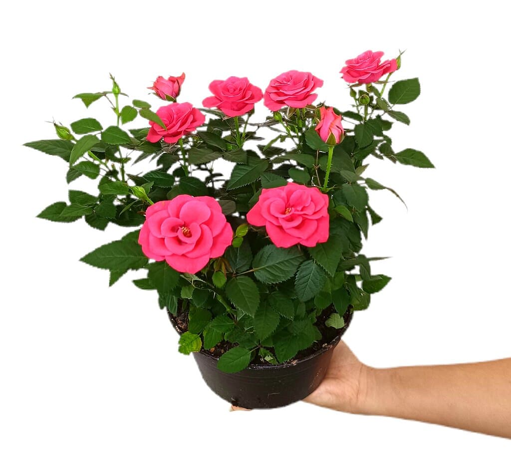 Rosal Favourite Roses M20_1