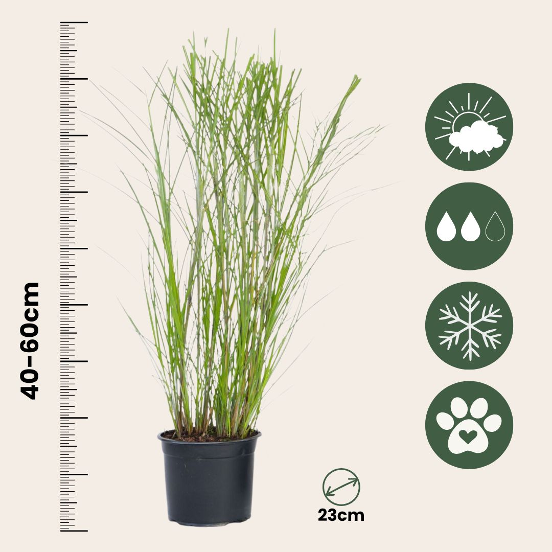 Pasto Plateado Chino - Miscanthus 'gracillimus' - Altura 40-60cm - ⌀23cm_2