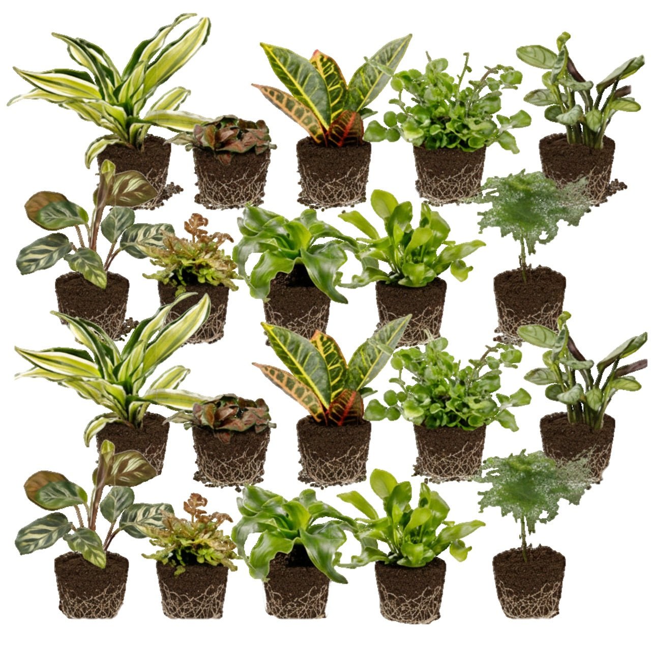 Mini Plantas De Interior Y Helechos - 20 Unidades - Para Terrario_0