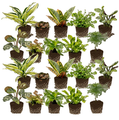 Mini Plantas De Interior Y Helechos - 20 Unidades - Para Terrario_0