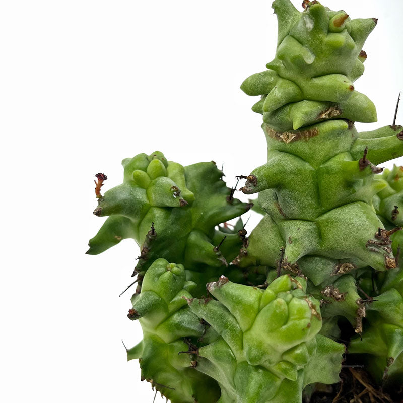 Euphorbia Horrida Monstruosa Cactus Y Suculentas M8,5 cm Ø_2
