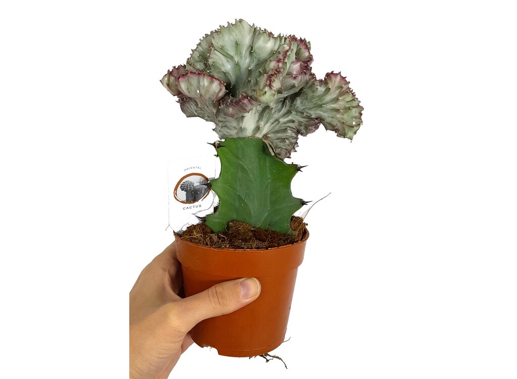 Euphorbia Lactea Cristata M10 25cm_0