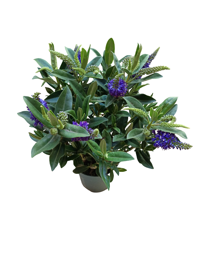Hebe Anna Planta De Exterior Arbusto Con Flor Morada Ø10_0