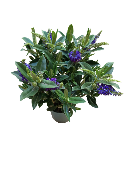 Hebe Anna Planta De Exterior Arbusto Con Flor Morada Ø10_0