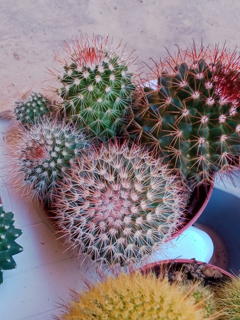 Planta Cactus Mammillaria Spinosissima Ø8 Cm_0