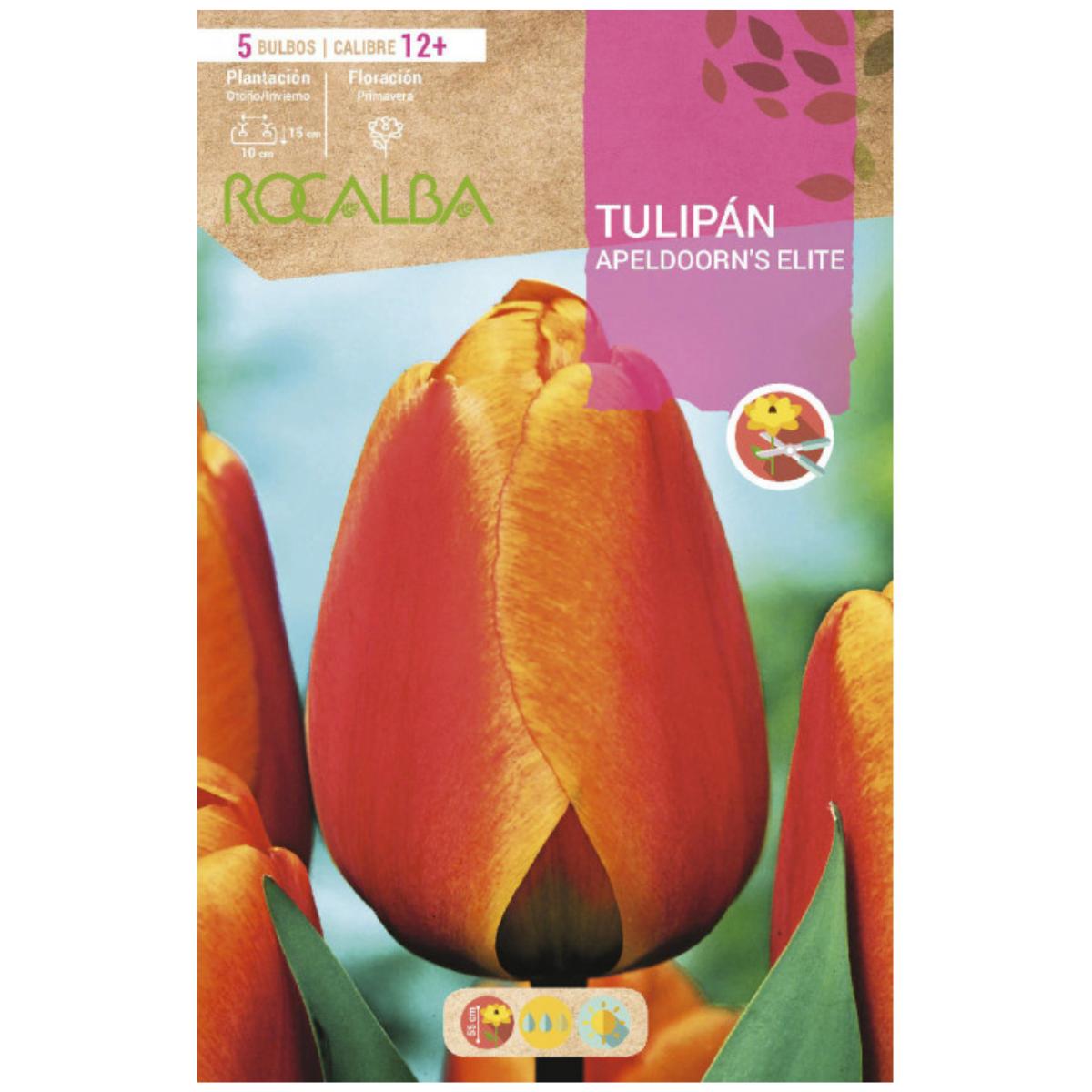 Bolbo de tulipa Elite Apeldoorn'S Vermelho Amarelo 5 peças Rocalba