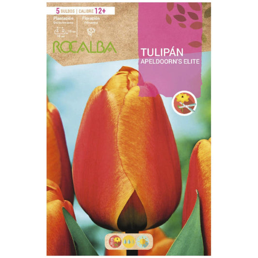 Bolbo de tulipa Elite Apeldoorn'S Vermelho Amarelo 5 peças Rocalba