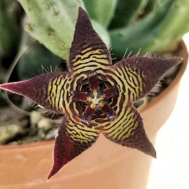 Stapelia Cedrimontana; Planta Suculenta Con Floración Llamativa, Flor Marrón; Diámetro Maceta 9 Cm_1
